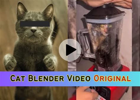 cat blender footage|Cat Blender Video